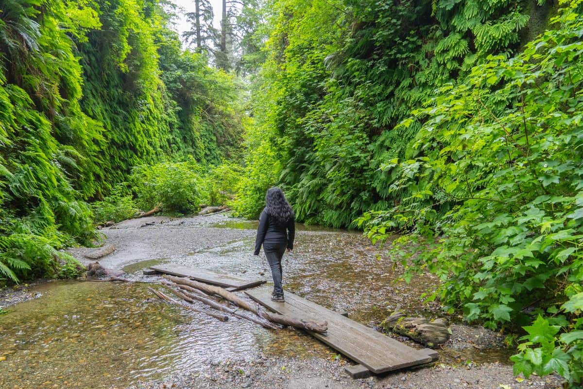 A hiker walking along a narrow trail surrounded by lush, green ferns and towering trees in one of the best hikes in Redwood National Park, capturing the serenity and beauty of the park's dense foliage.