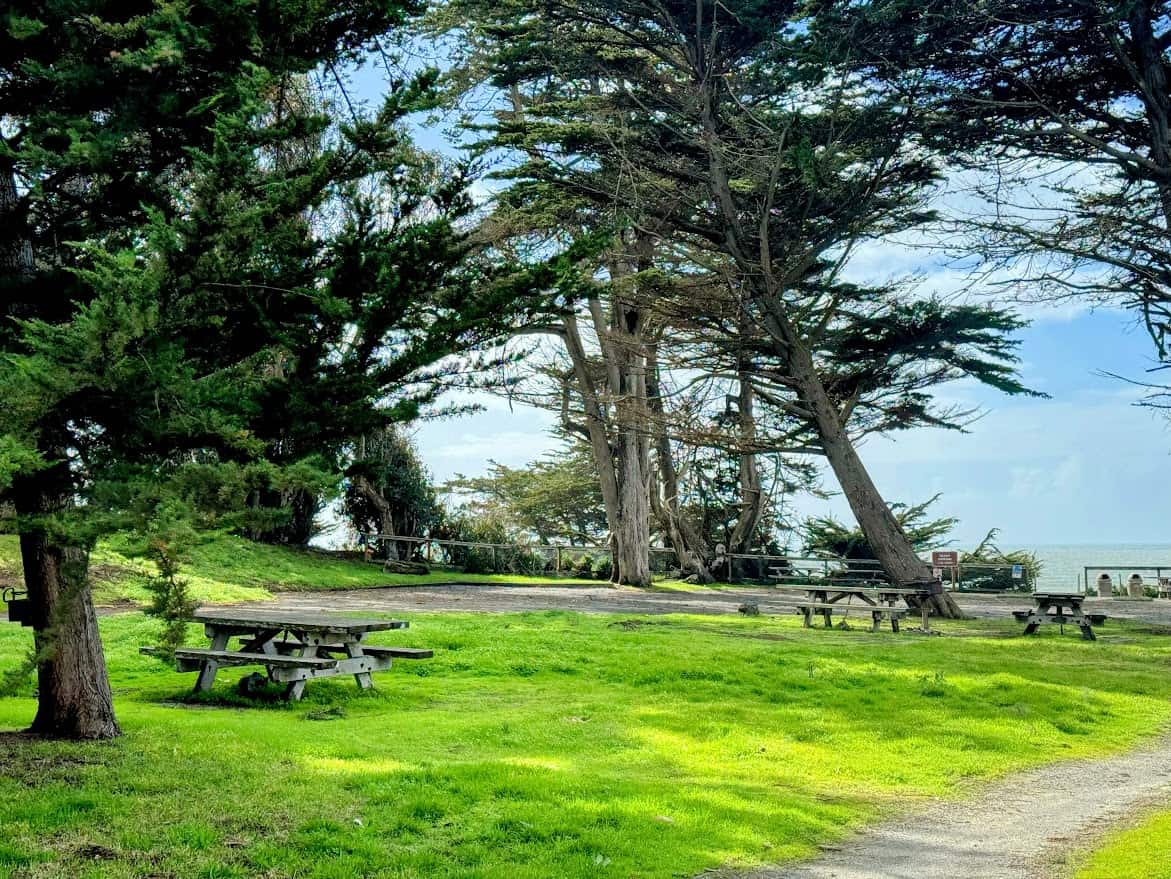 A lush, grassy picnic area at Sunset State Beach, surrounded by tall, windswept cypress trees, with the ocean peeking through in the distance.