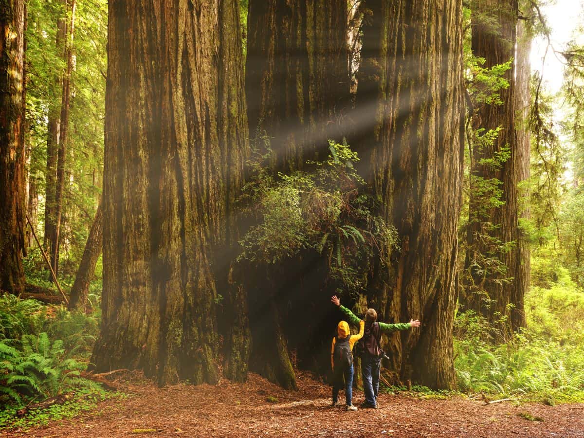 Two people standing in awe beneath towering redwood trees in a lush forest with rays of sunlight streaming through the canopy, showcasing the majestic natural beauty found in California's national parks. Perfect for including on your California packing list when planning outdoor adventures.