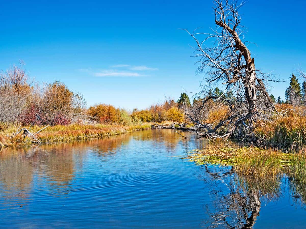 The tranquil waters along the Lake of the Sky Trail in Lake Tahoe reflect the vibrant autumn foliage and a leafless tree stretching over the shoreline. This scenic trail is a perfect choice for those seeking one of the 11 Easy Lake Tahoe Hikes To Do, offering a peaceful walk through nature.