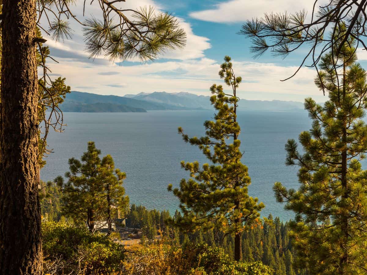 A breathtaking view from the Stateline Fire Lookout Trail, showcasing Lake Tahoe's deep blue waters surrounded by towering pine trees. This trail offers panoramic vistas, making it one of the 11 Easy Lake Tahoe Hikes To Do for those seeking stunning scenery without a strenuous climb.