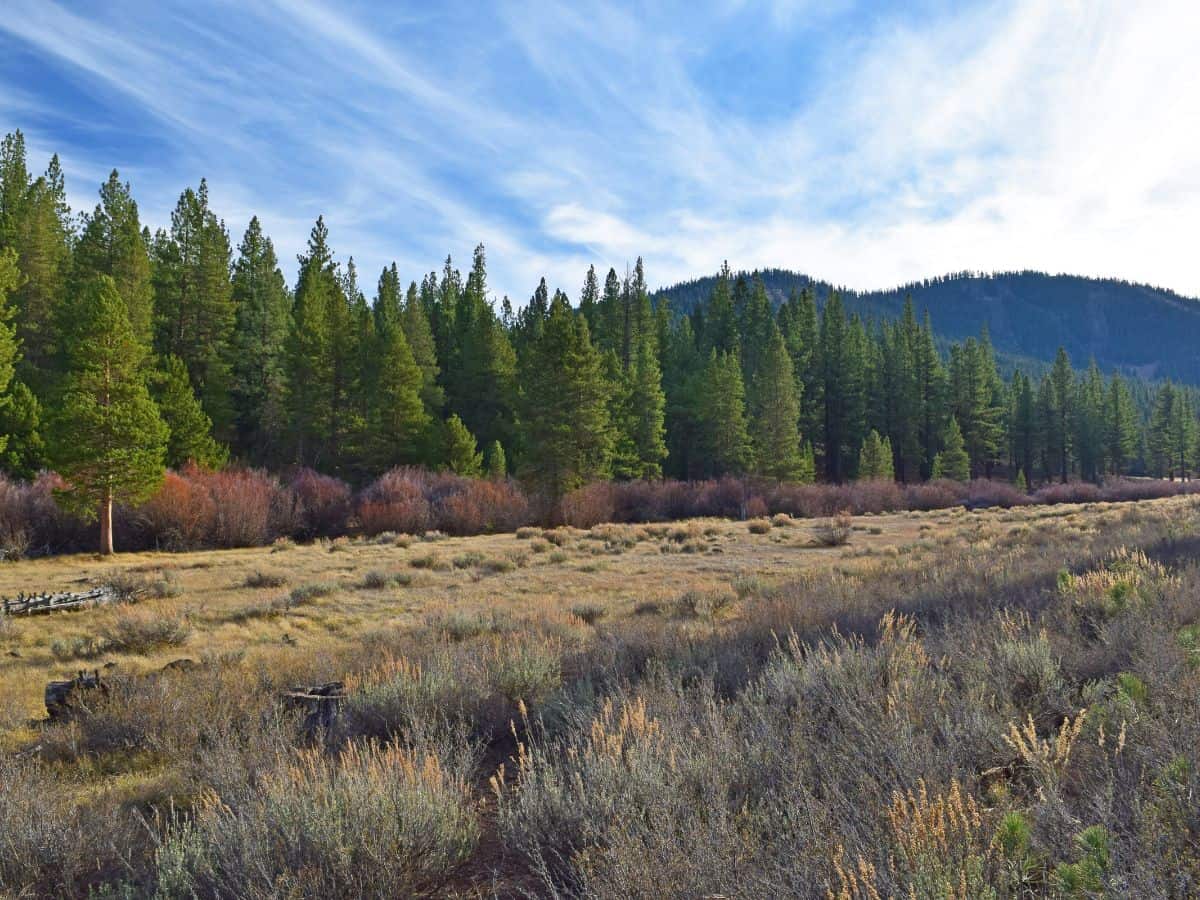 The peaceful and wide-open landscape of Tahoe Meadows Interpretive Trail, featuring fields of sagebrush, colorful shrubs, and pine trees under a bright blue sky. This trail is ideal for a leisurely walk and is one of the 11 Easy Lake Tahoe Hikes To Do.