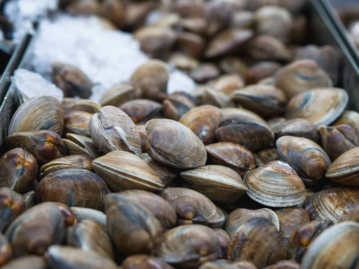 A large pile of fresh clams on ice at a seafood market. Enjoying the Annual Pismo Beach Clam Festival is one of the tasty things to do in California in October, where you can savor delicious seafood and participate in clam-themed activities.
