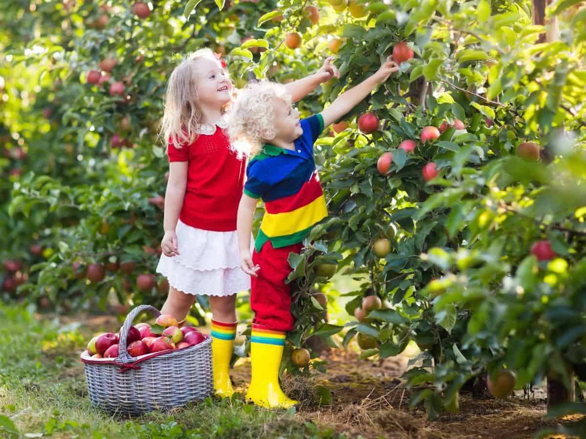 Two children joyfully reaching for apples on a tree in an apple orchard. Apple picking in Julian is one of the classic things to do in California in October, offering a fun and seasonal family activity during the fall harvest.