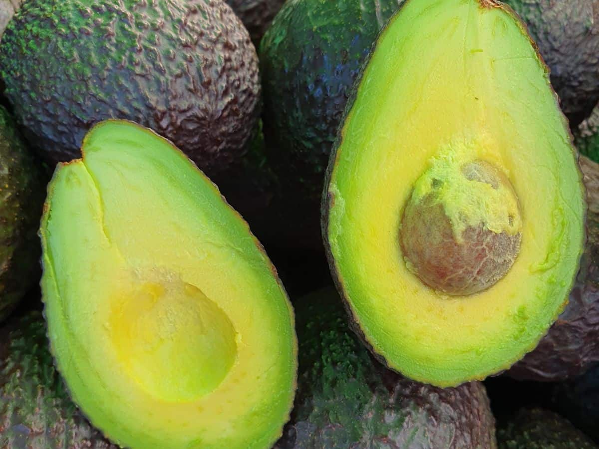 A close-up of a sliced avocado, showcasing its vibrant green flesh and seed. Celebrating all things avocado is one of the delicious things to do in California in October, especially at events where you can enjoy fresh, locally grown avocados.