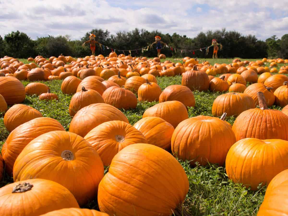 A field full of bright orange pumpkins under a cloudy sky, with a scarecrow figure in the background. Visiting the Solvang Farmer Pumpkin Patch is one of the family-friendly things to do in California in October, offering the perfect opportunity to pick pumpkins and enjoy fall festivities.