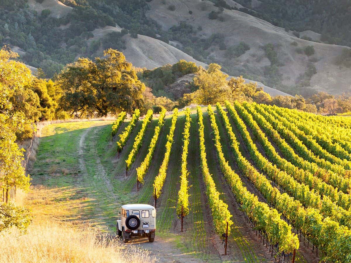 A scenic vineyard in Sonoma County during harvest season, with a vintage vehicle driving along the dirt path between the rows of lush green vines. Visiting the Sonoma County Harvest Fair is one of the must-do things in California in October, where you can enjoy wine tastings and celebrate the bountiful grape harvest.