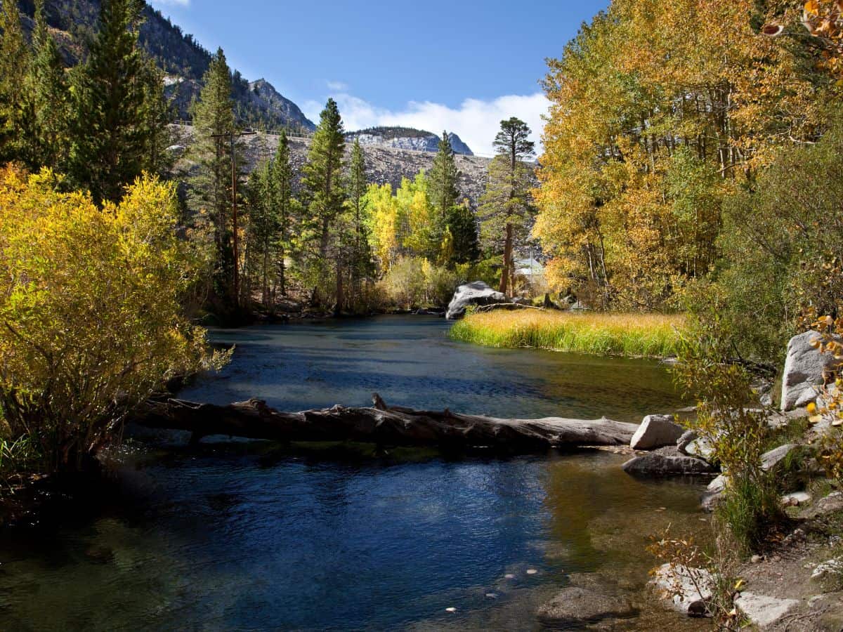 CA serene nature scene in Bishop, California, located along the Death Valley to Yosemite road trip route. The image shows a peaceful river flowing through a forest with colorful autumn foliage. The trees reflect in the calm water, and the distant mountains peek through, creating a tranquil wilderness setting.