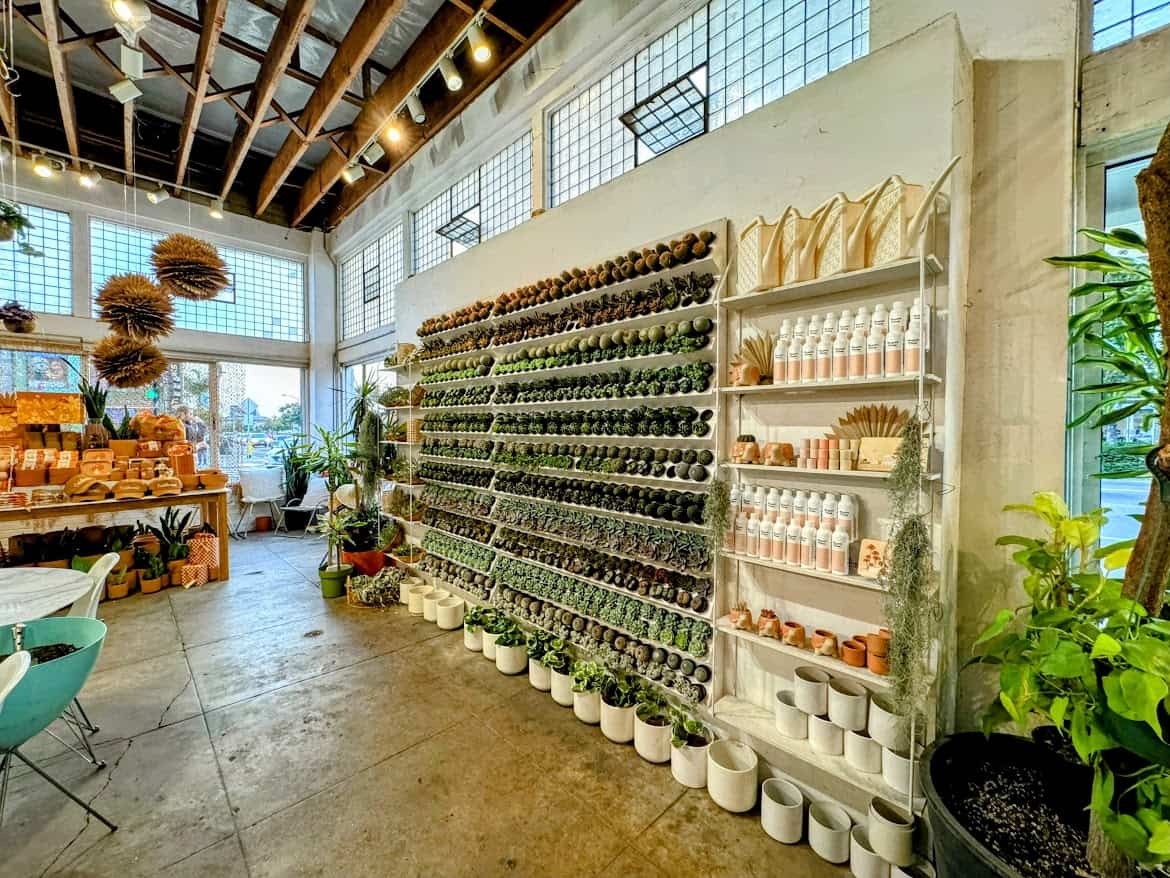 Inside Shop Pigment, a chic and airy store with walls lined with succulent plants in neat rows, shelves of home goods, and a bright, inviting atmosphere filled with natural light.