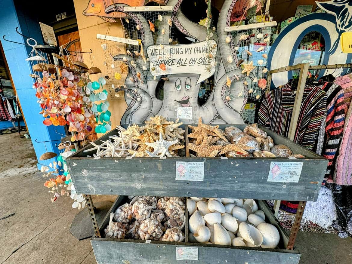 A whimsical display of shells, starfish, and sea-themed wind chimes for sale, accompanied by a playful octopus sign that reads, "Well Ring My Chimes."