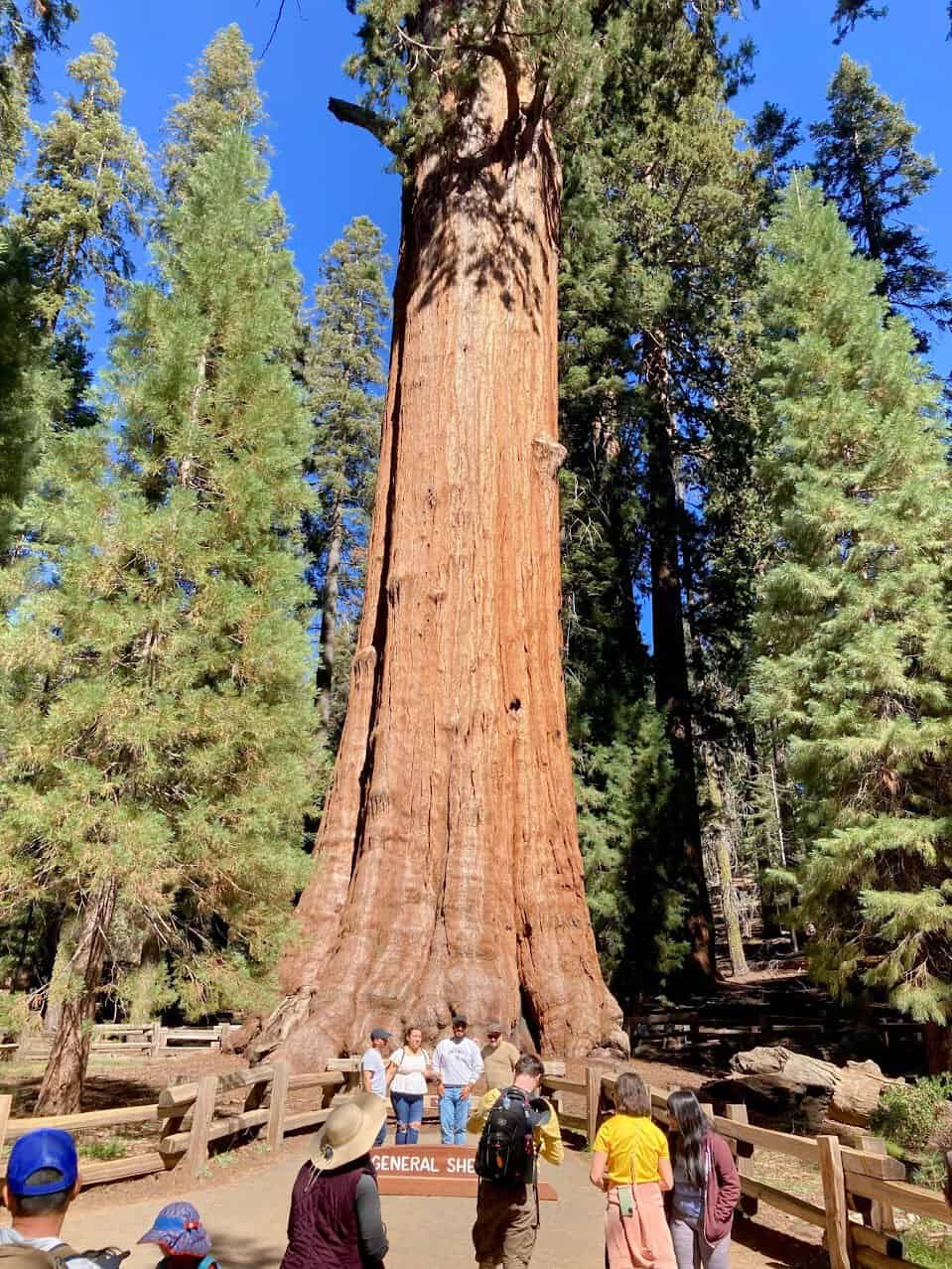 Visitors gather at the base of the General Sherman Tree in Sequoia National Park, the largest tree on Earth by volume. The towering giant sequoia stands against a backdrop of vibrant green foliage and a bright blue sky, dwarfing the people below. A wooden fence and informational sign surround the tree, highlighting its significance as a natural wonder.