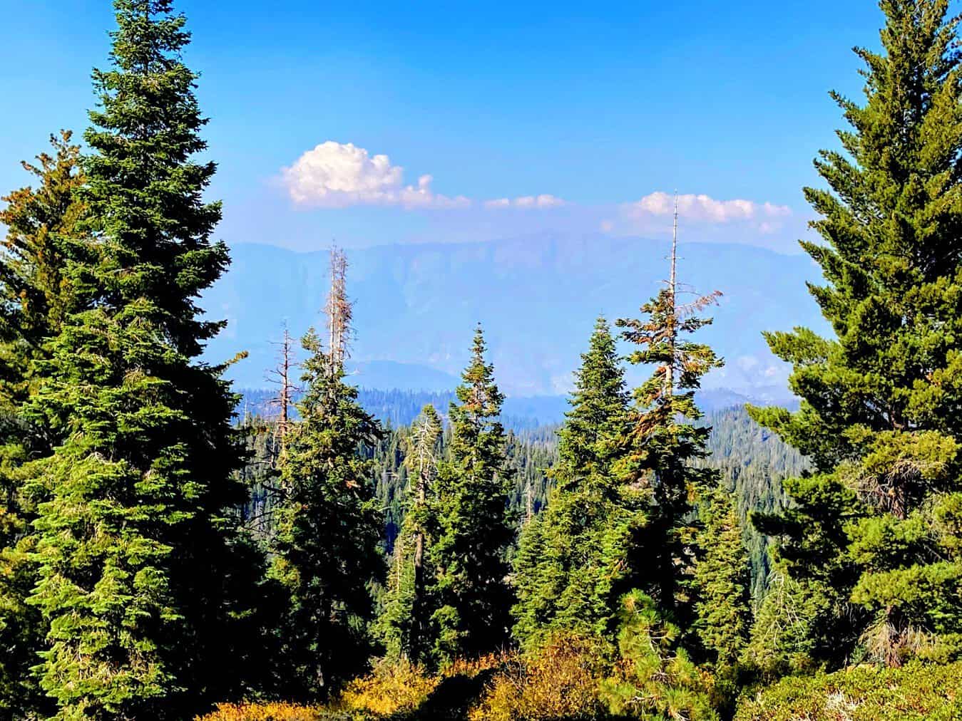 A scenic overlook framed by towering evergreen trees with a view of distant mountains under a blue sky, depicting a typical vista in a mountainous national park.