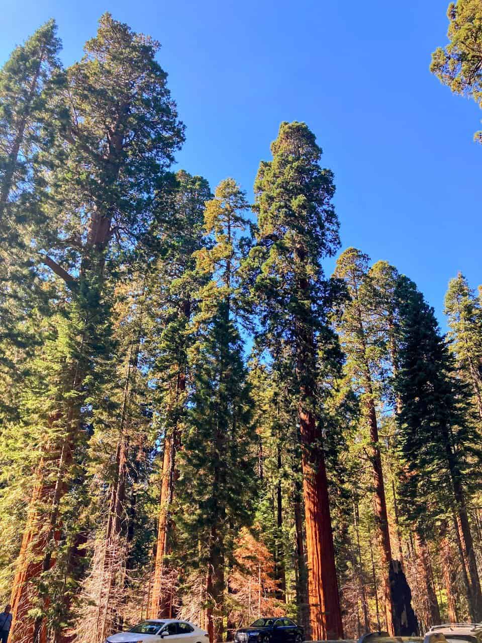 A view of towering sequoia trees in Lost Grove, Sequoia National Park, with their reddish-brown trunks and lush green foliage extending toward the clear blue sky. Several cars are parked at the base, emphasizing the immense size of the trees. Sunlight filters through the forest, illuminating parts of the tree trunks and surrounding area.