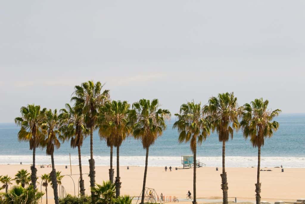 Here we see a beautiful beach view with a line of tall palm trees standing in front. The trees have green, shaggy tops and are standing against a clear sky. The sandy beach is wide and welcoming, with a few people and a lifeguard stand in the distance, next to the calm ocean.
