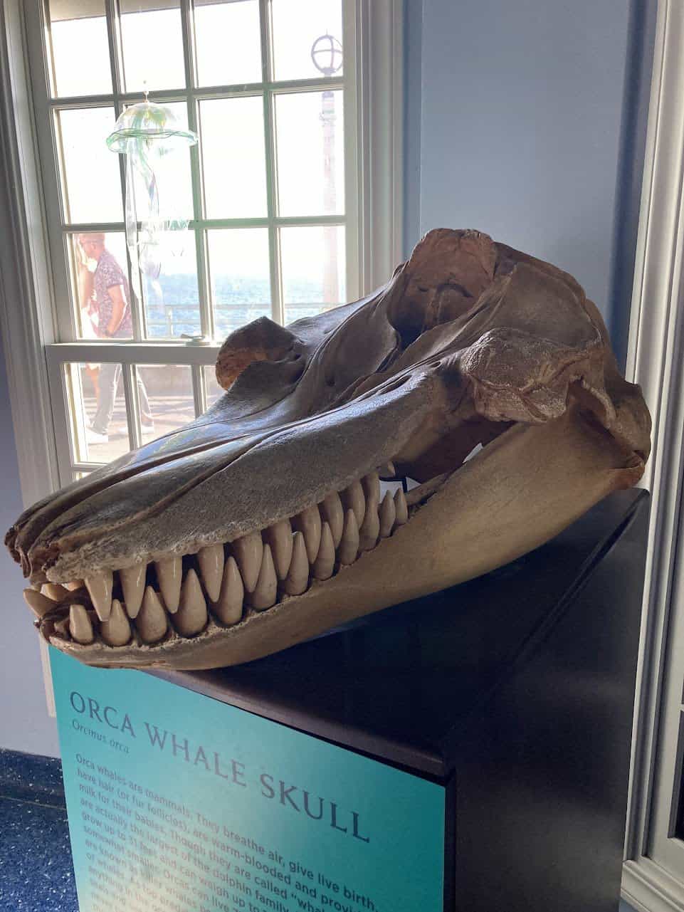 This is a close-up of an orca whale's skull on display. It's really big with lots of teeth. There's a window behind it with people outside, probably at an aquarium or a museum because there's also an information sign that talks about orca whales.