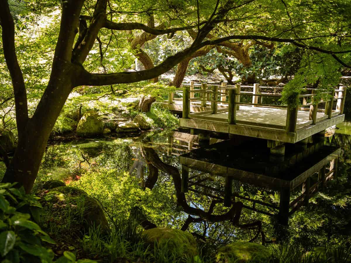 A tranquil scene in the San Francisco Botanical Garden featuring a serene pond surrounded by lush greenery and wooden pathways. This garden is a must-visit for those looking for peaceful things to do in San Francisco, providing a natural oasis amidst the urban landscape.