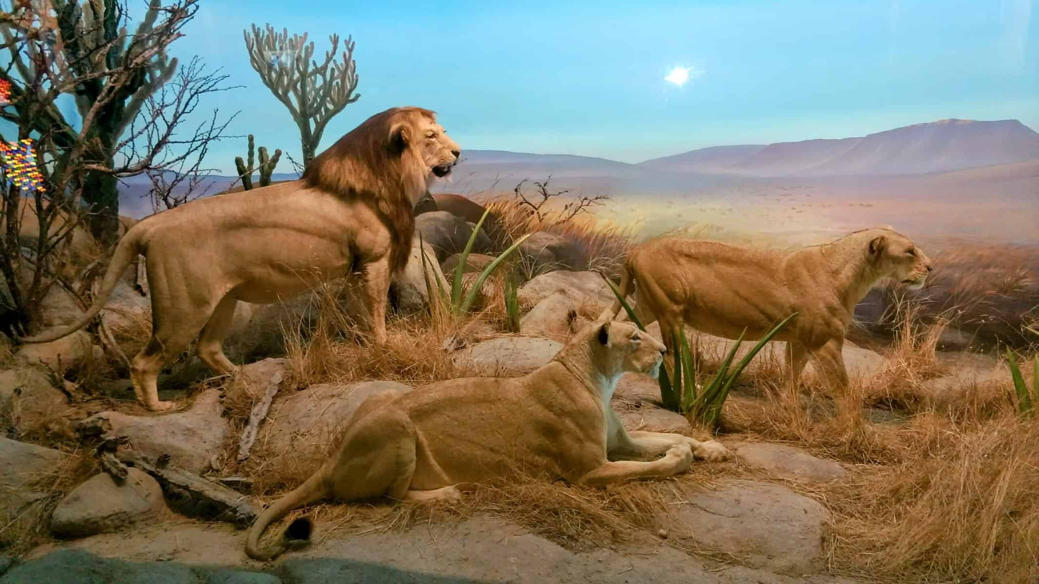 A diorama featuring a lion family in a naturalistic savanna setting, part of the exhibits at the California Academy of Sciences, a popular destination among things to do in San Francisco. The scene includes a male lion standing alert while two lionesses rest on the rocky terrain, with a painted backdrop of an African landscape.