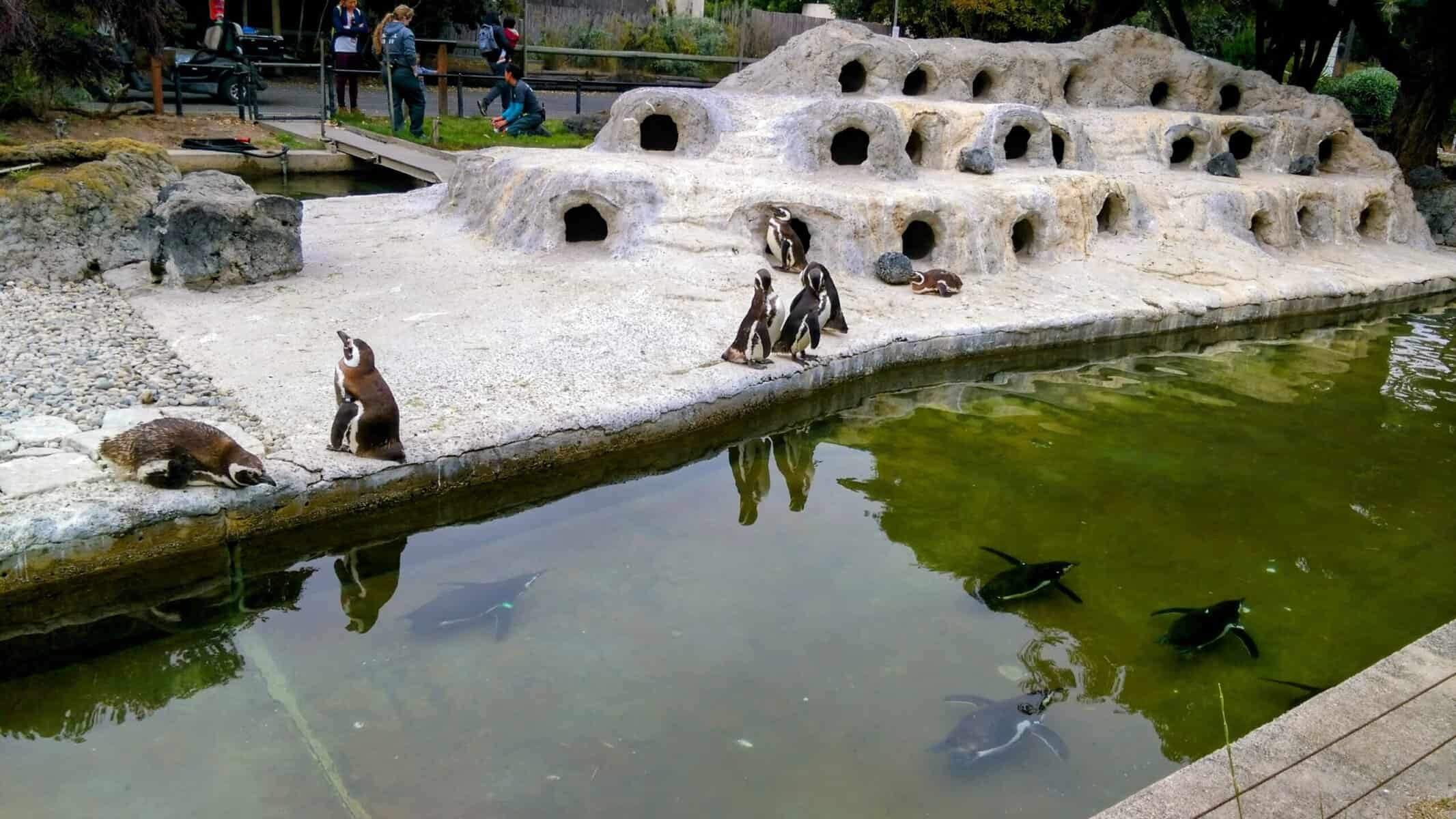 Penguins swimming and resting in their habitat at the San Francisco Zoo, one of the many engaging things to do in San Francisco. The penguins are seen near a pool of water, with several rocky burrows in the background, as zoo visitors observe from a distance.