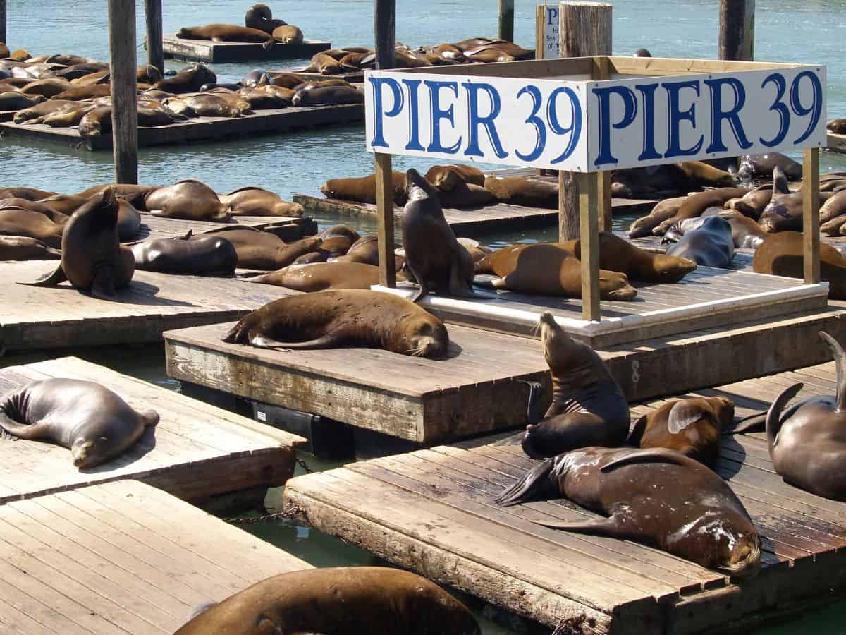 Sea lions lounging on wooden docks at Pier 39, a beloved sightseeing spot along San Francisco's waterfront. Visiting Pier 39 to see the sea lions is one of the unique and enjoyable things to do in San Francisco.