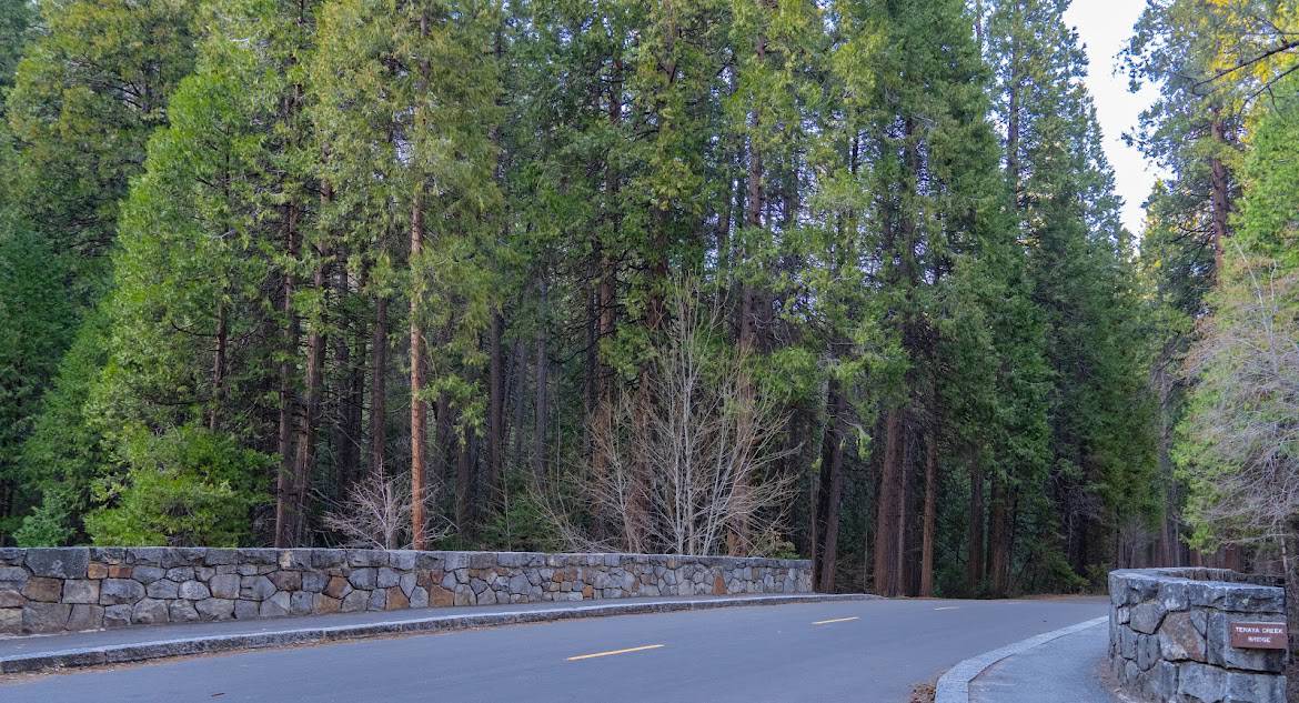 A serene road curving across a stone bridge, flanked by towering pine trees, capturing the tranquil atmosphere of a road trip to Yosemite through the lush, forested landscape.