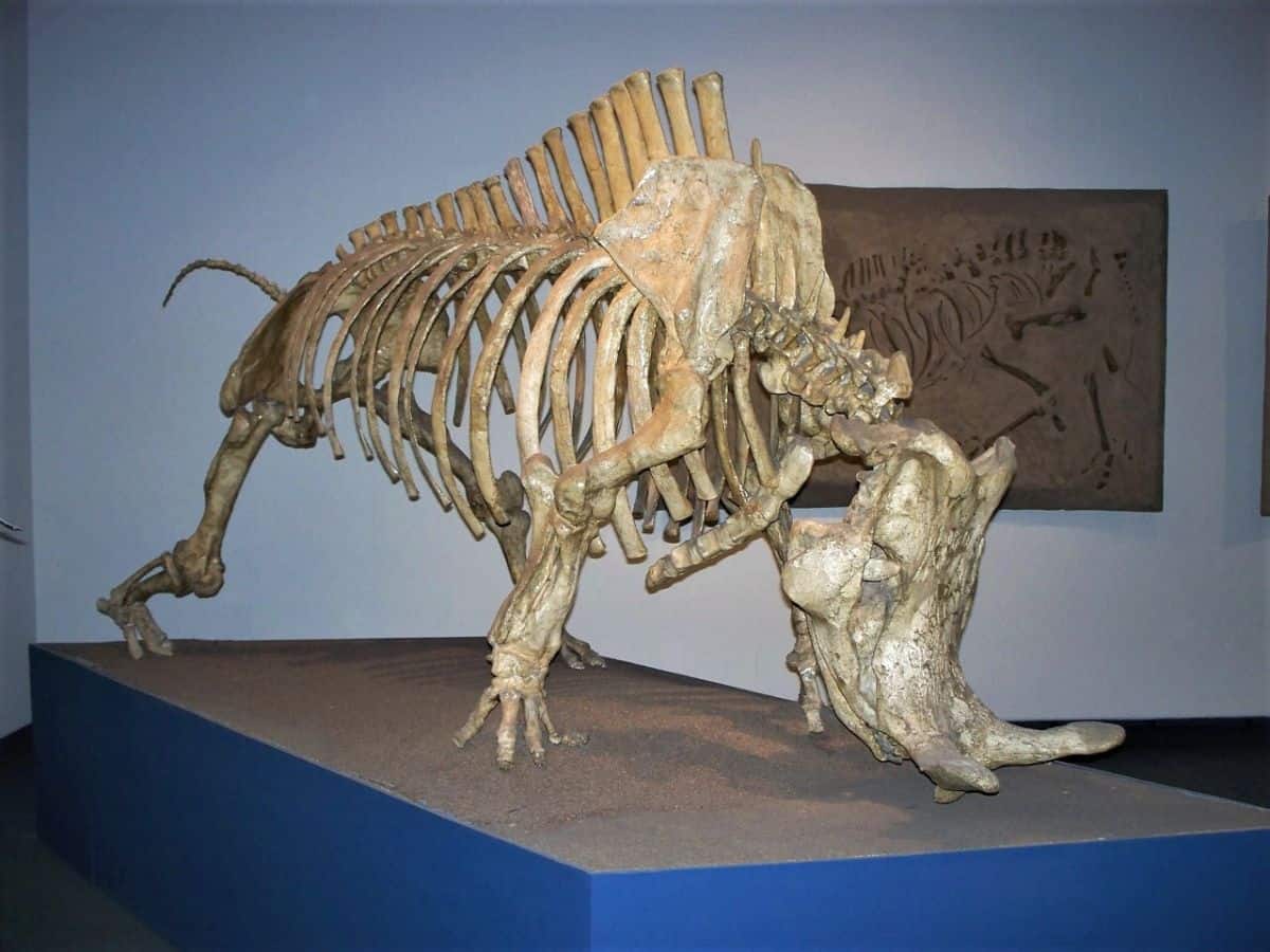 A fossilized dinosaur skeleton, specifically a large quadrupedal herbivore, on display at the Natural History Museum in Los Angeles. The exhibit provides a close-up view of the dinosaur’s bones, mounted on a raised platform for visitors to observe.