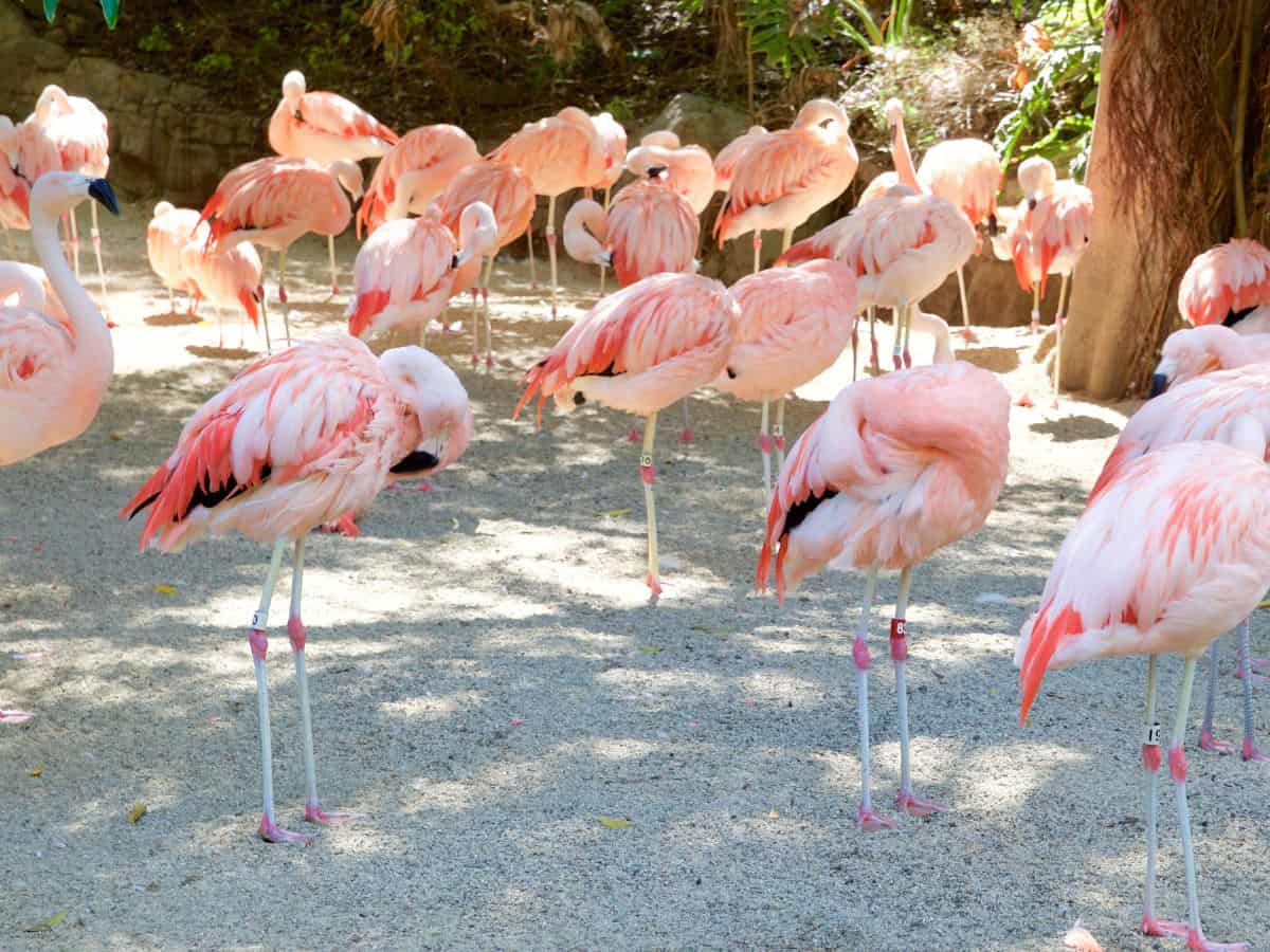 A large group of pink flamingos stands together at the Los Angeles Zoo, some sleeping with their heads tucked under their wings while others stand tall. The sunny outdoor habitat highlights the vibrant colors of these iconic birds.