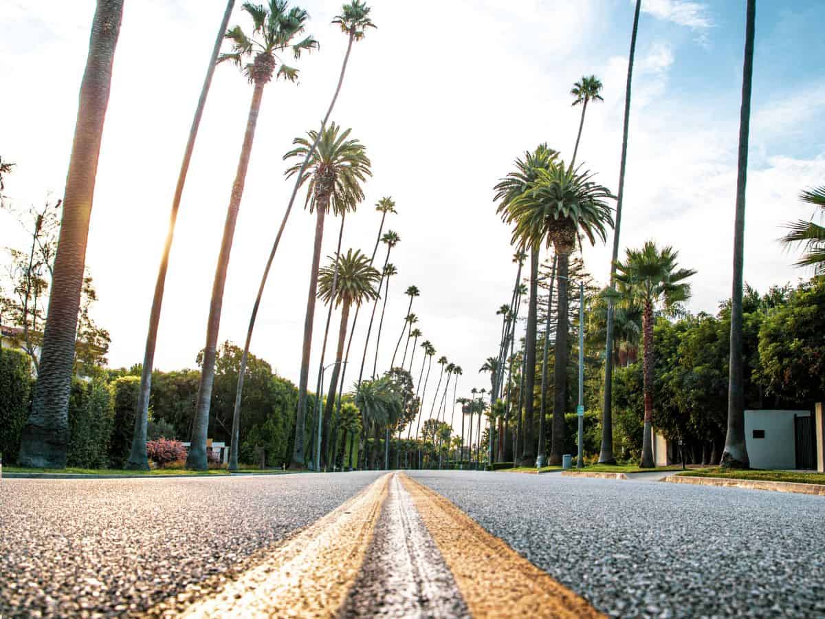 Low-angle view of a palm-tree-lined street in Los Angeles at sunset.