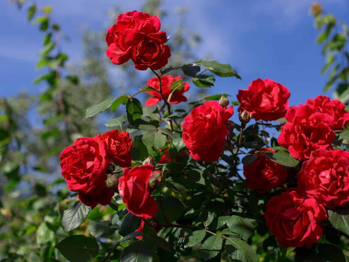 Close-up of vibrant red roses in full bloom under a clear blue sky.