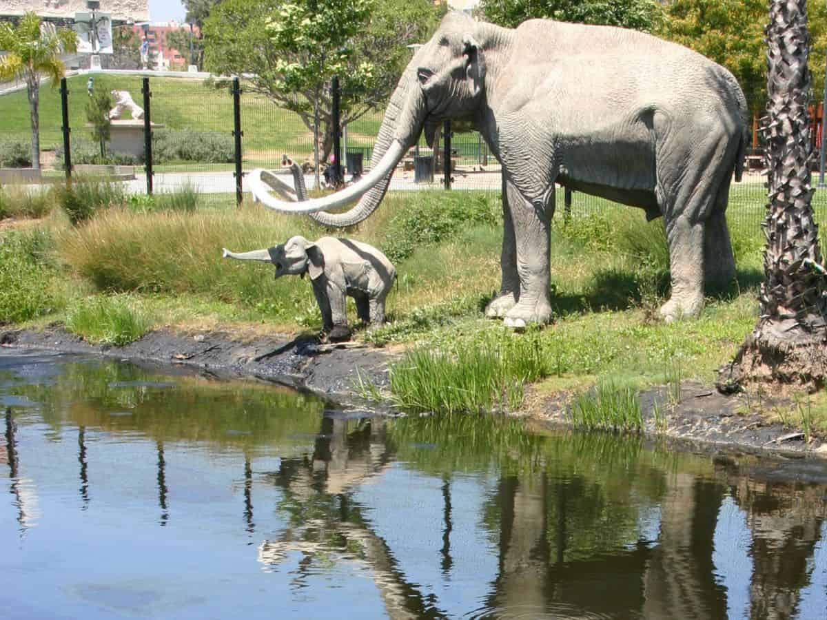 A lifelike display of mammoth statues in the La Brea Tar Pits, depicting a scene where one struggles in the black, tar-laden water while others watch from the shore.