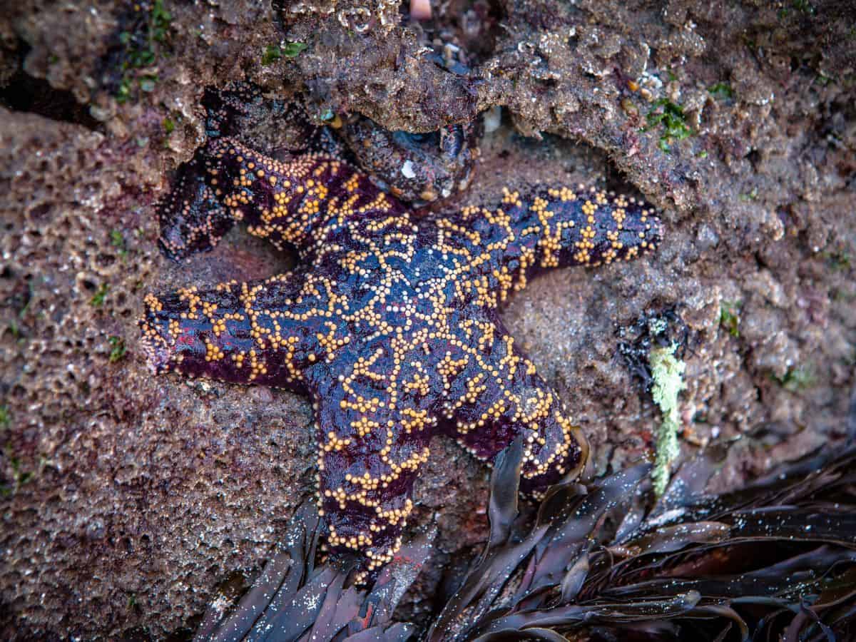 A purple starfish with golden dots, nestled in a rocky tide pool surrounded by green algae and dark seaweed in Leo Carrillo State Beach. The close-up view highlights the detailed texture and vivid colors of the starfish against the wet, rugged environment.