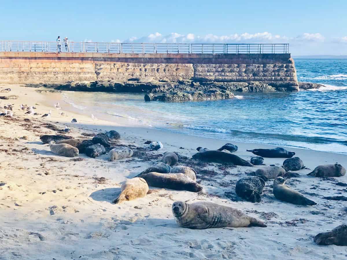 A group of seals lounging on the sandy shore of Children's Pool in La Jolla, one of the popular things to do in San Diego. The seals rest near the edge of the water, with a concrete sea wall in the background, protecting the calm area from the ocean waves.