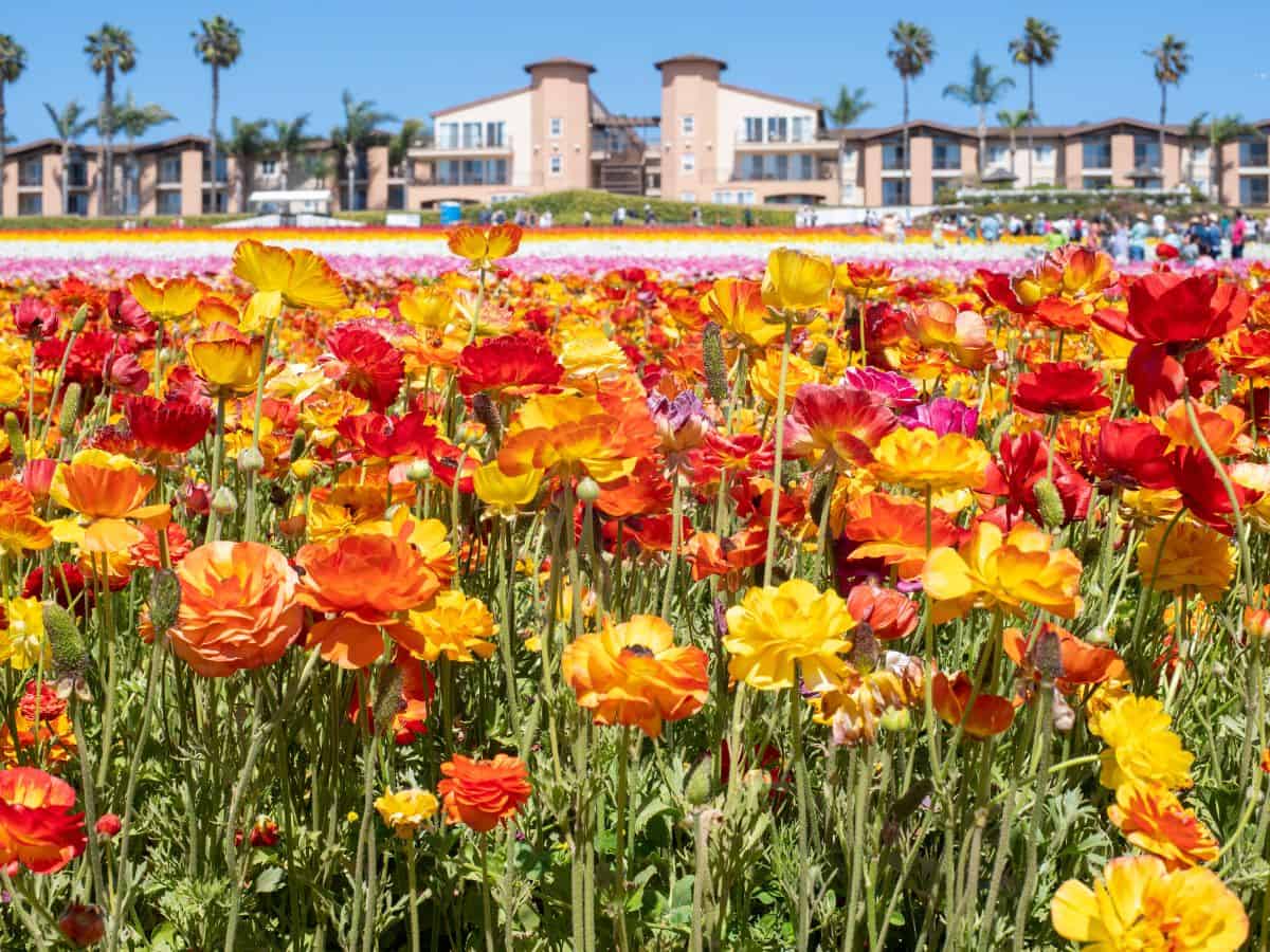 A vibrant field of multi-colored ranunculus flowers in full bloom at the Carlsbad Flower Fields, a beautiful seasonal attraction among things to do in San Diego. The bright orange, yellow, and pink flowers stretch out towards a clear blue sky, with modern buildings in the background.