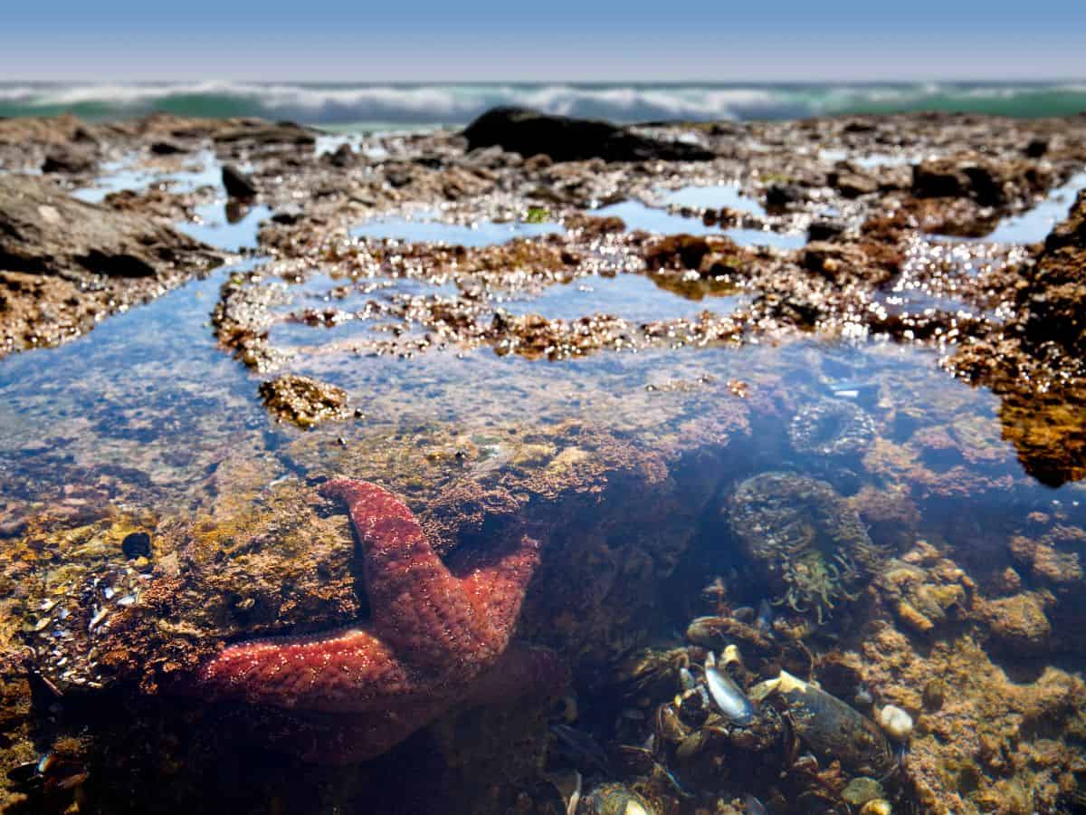 A close-up view of a tidepool at Cabrillo National Monument, showcasing a starfish and various sea creatures in their natural habitat, one of the fascinating things to do in San Diego. The tidepool’s rocky surroundings are covered in seaweed and barnacles, with the ocean waves gently lapping in the distance.