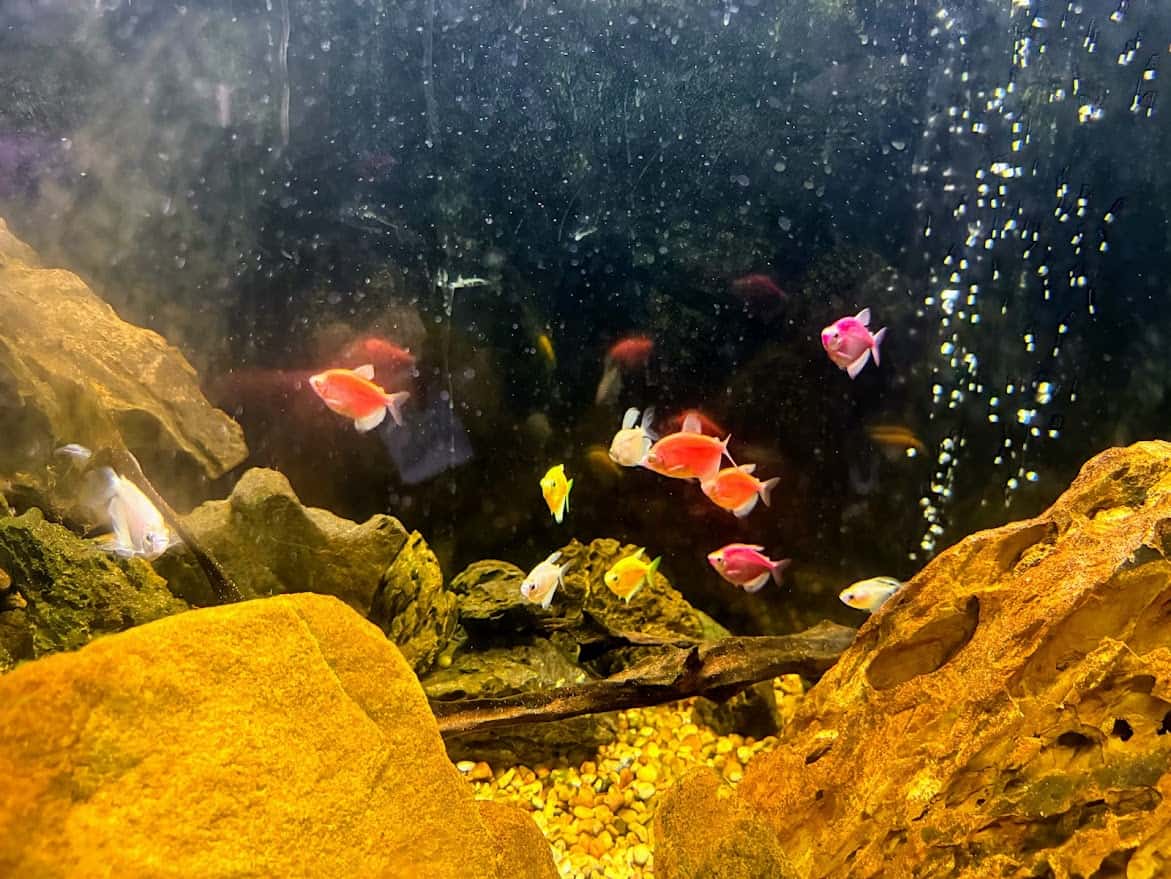 A vibrant aquarium showcasing glowing GloFish swimming among rocks and bubbles, highlighting the use of genetic engineering to create fluorescent creatures.