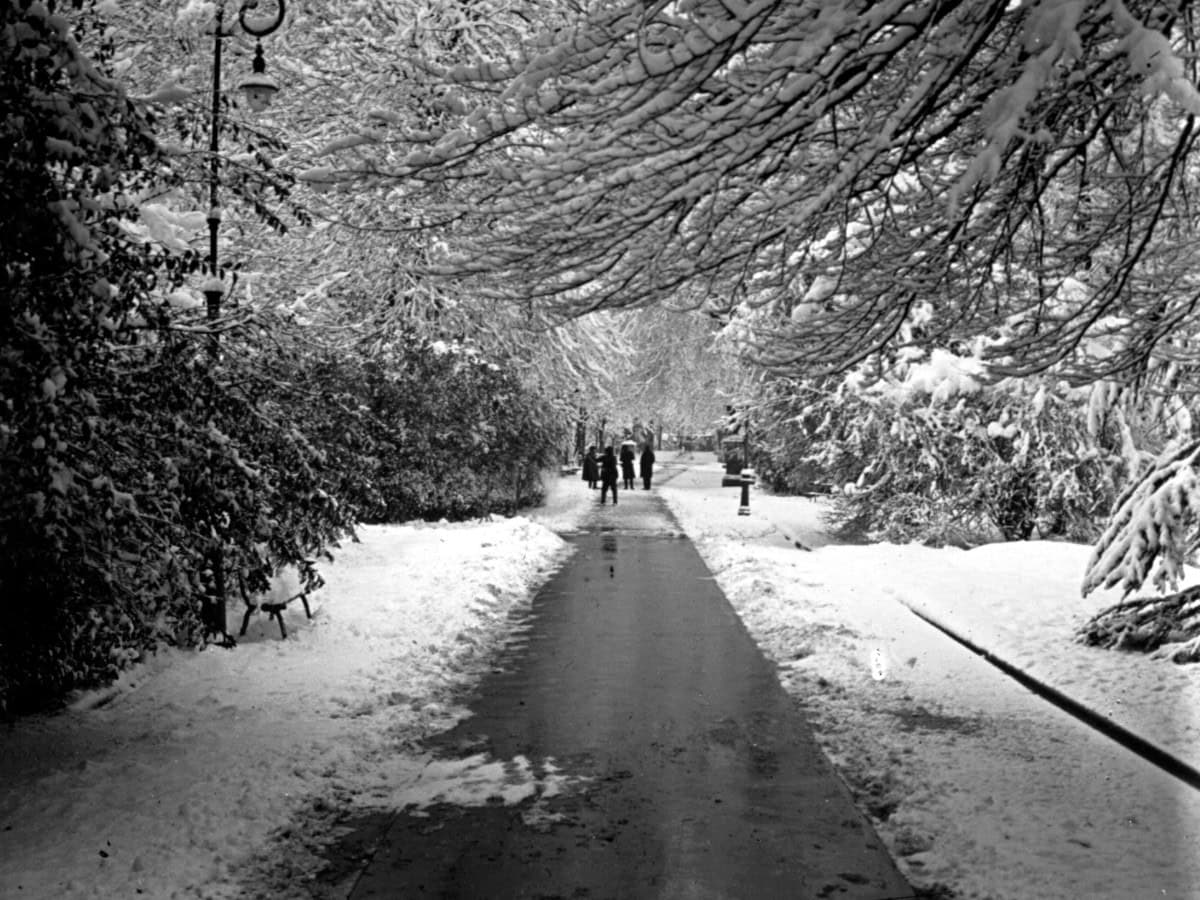 A snow-covered park pathway lined with trees whose branches are heavy with snow. People are walking in the distance under a canopy of snow-laden branches, creating a peaceful, wintery atmosphere.
