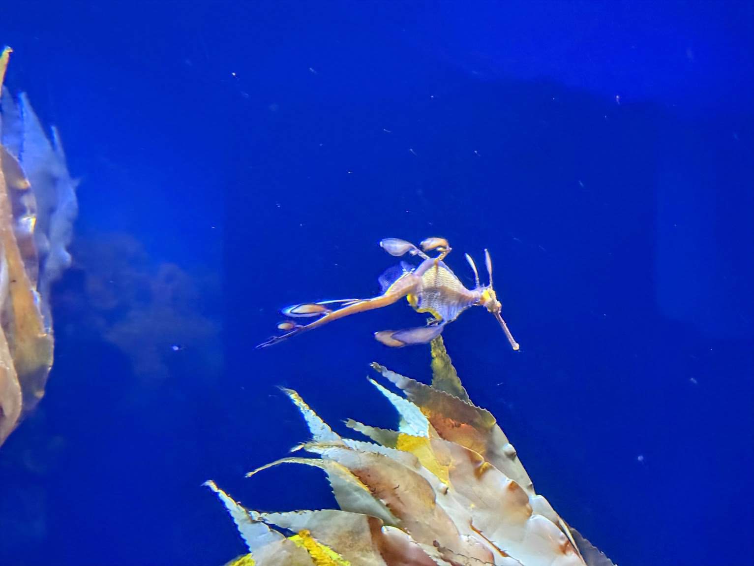 A vibrant leafy sea dragon swimming in a deep blue aquarium, surrounded by seaweed and showcasing its intricate fins and delicate features.