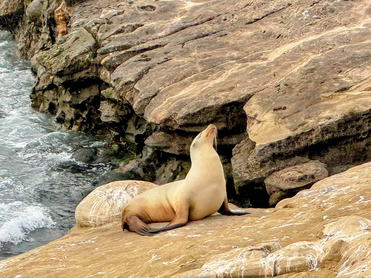 A sea lion basking on a rocky shoreline at the Children's Pool in La Jolla. The animal is sitting upright, its head tilted upward as if enjoying the coastal breeze, with ocean waves splashing gently against the rugged rocks nearby.