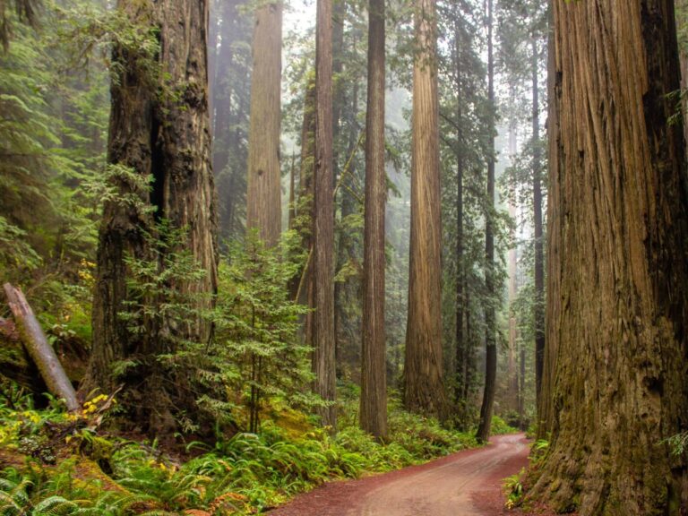 When to Experience the Best of This US National Park’s Towering Giants