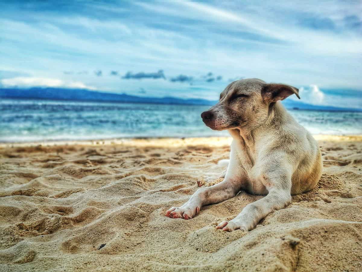 A light brown dog peacefully lounging on a sandy beach, eyes closed, with the ocean and mountains blurred in the background under a cloudy sky.