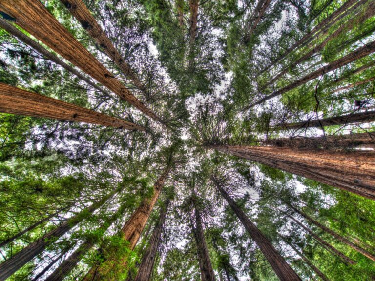 This Scenic California Drive to the Redwoods Is Not as Easy as It Looks