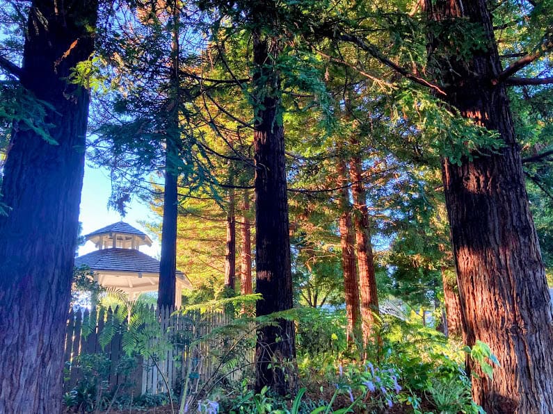 A peaceful scene with towering redwood trees and a gazebo nestled among the greenery, bathed in warm golden sunlight.
