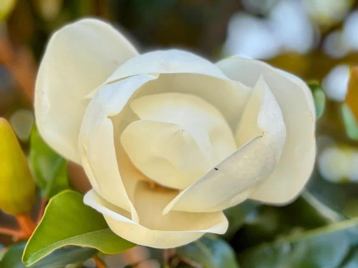 A close-up of a creamy white magnolia blossom in full bloom, part of the vibrant outdoor experiences highlighted in 32 Things To Do In Sacramento.