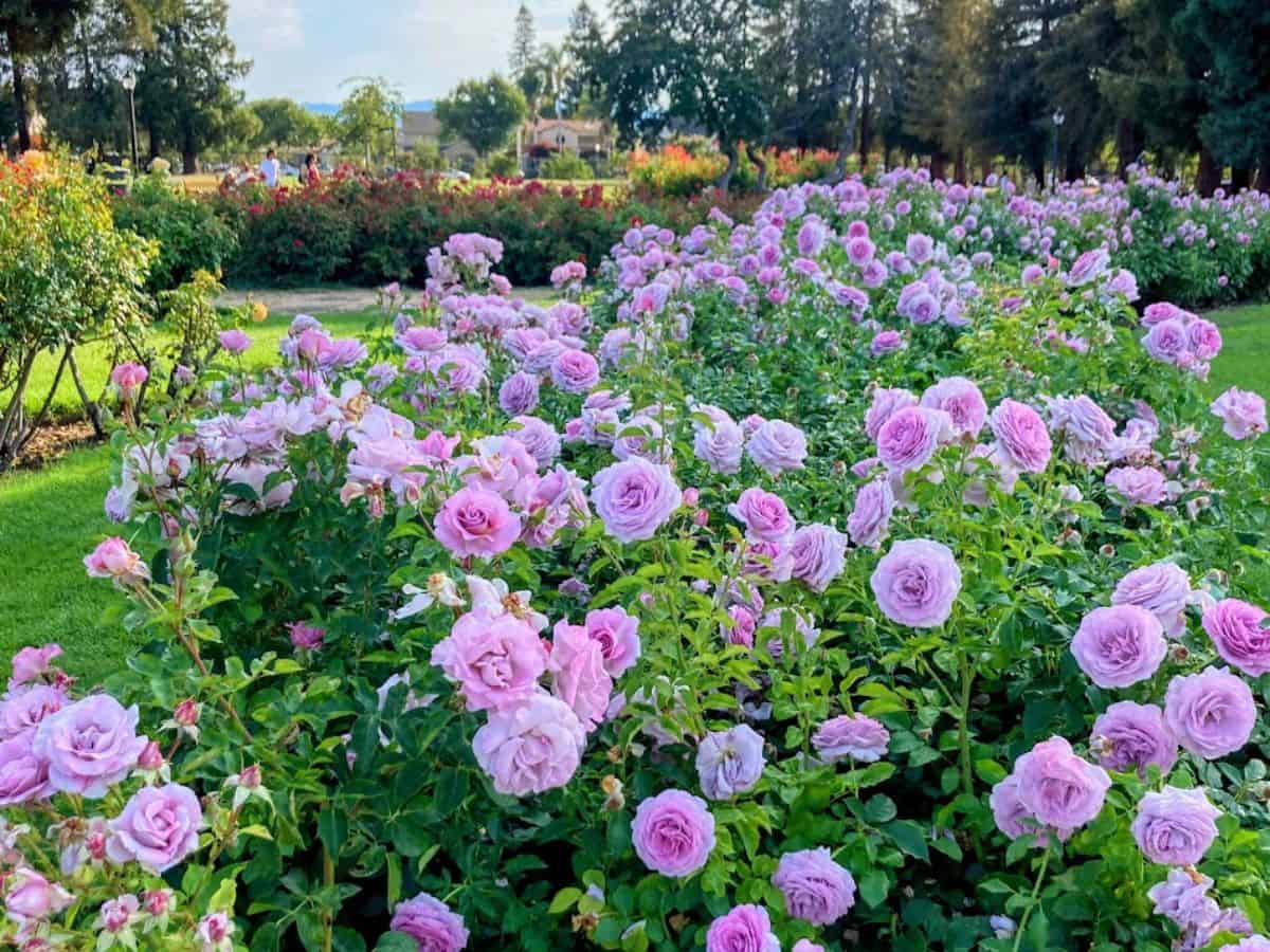 Lush rows of blooming lavender-pink roses in a public garden with people walking in the background, one of the peaceful escapes listed in 32 Things To Do In Sacramento.