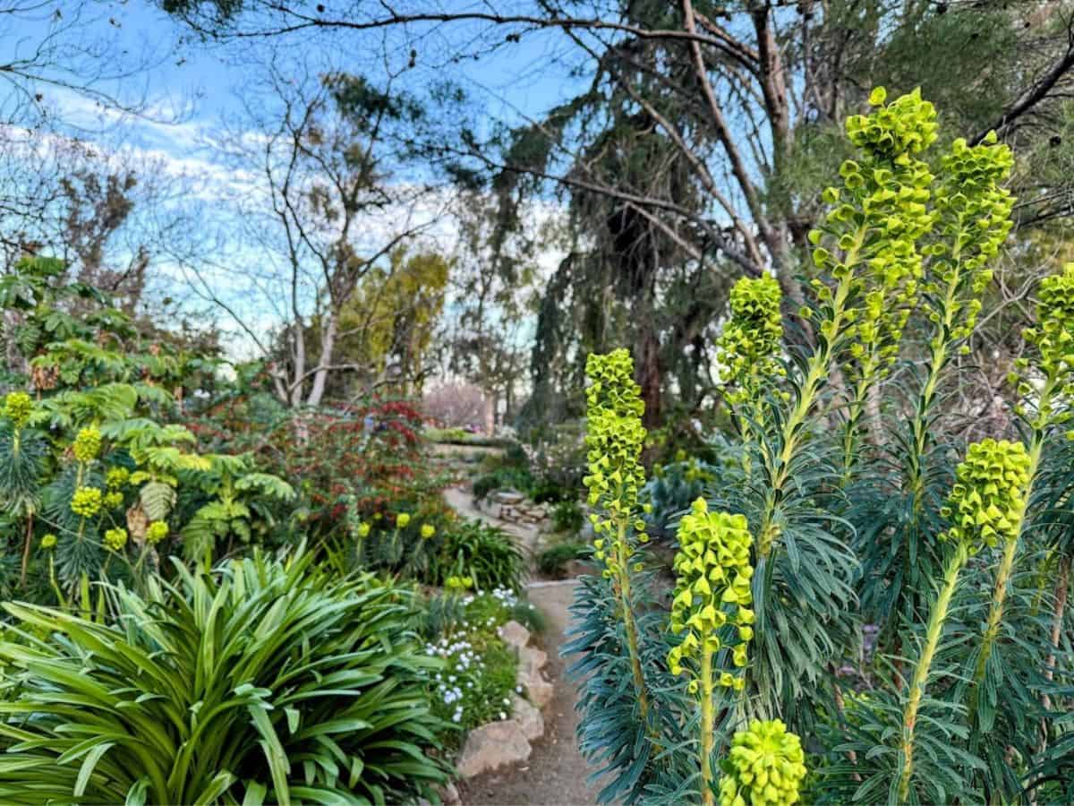 A winding dirt path through a garden filled with green plants and tall flowering stalks, representing the natural beauty found in 32 Things To Do In Sacramento.