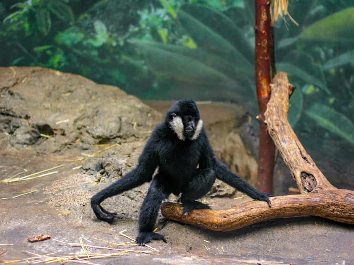 Black and white monkey sitting on a log in a naturalistic enclosure at Lincoln Park Zoo—one of the best free attractions and easily part of the Top 10 Things to Do in Chicago, Ranked by Popularity.