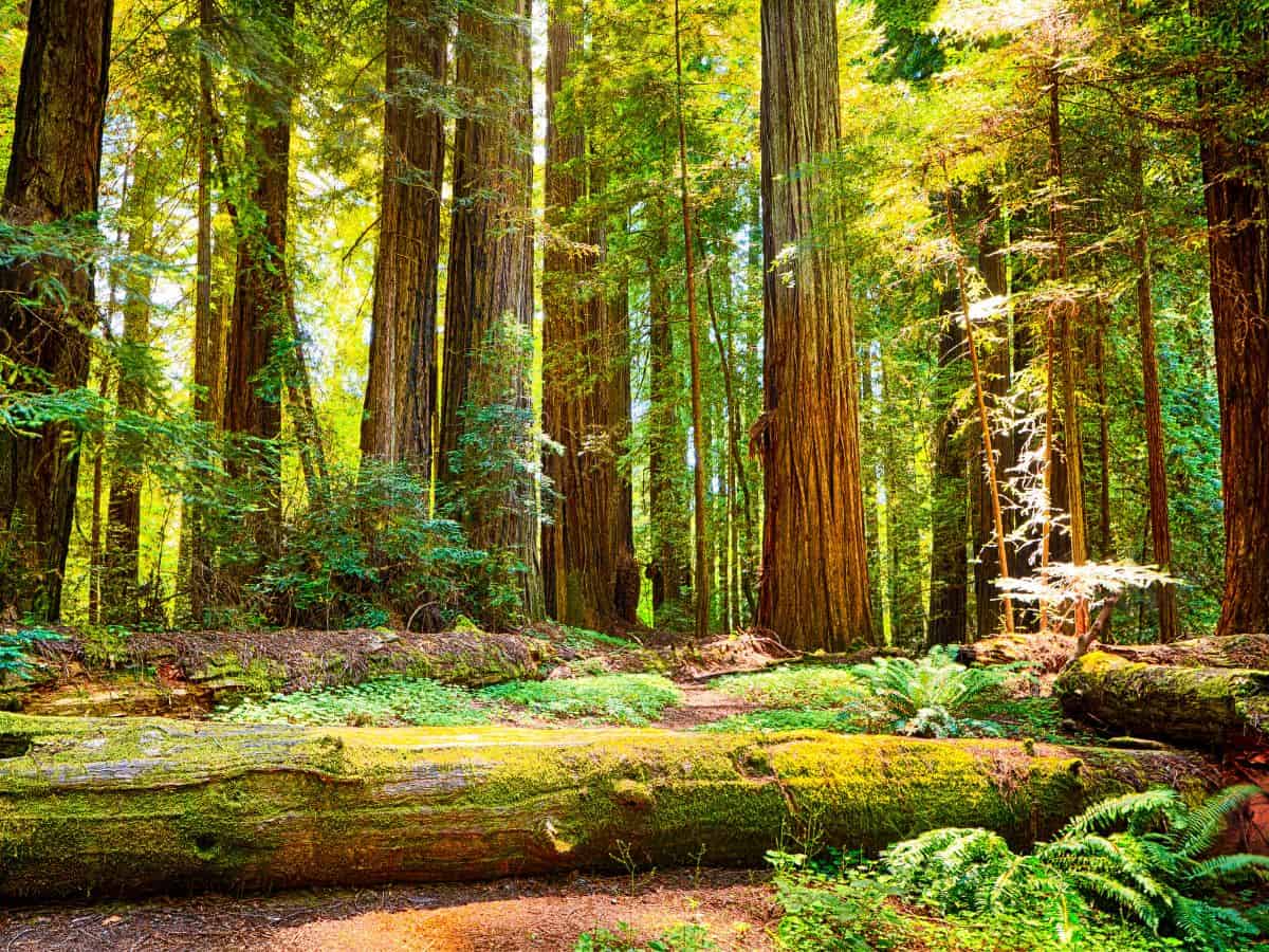 Towering redwood trees bathed in golden sunlight, surrounded by lush green ferns, resemble the enchanting Black Forest in Germany.