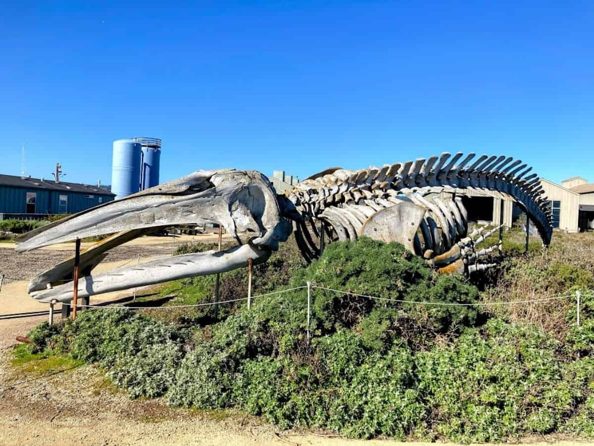 The massive blue whale skeleton on display at the Seymour Marine Discovery Center is an awe-inspiring sight. Learning about marine life here is one of the 21 Things to Do in Santa Cruz.