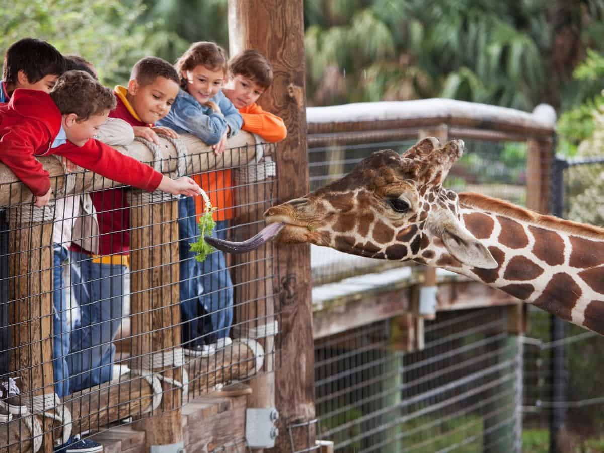 A group excitedly feeding a giraffe at a zoo, with one child extending a leafy branch while the giraffe uses its long tongue to grab the snack.