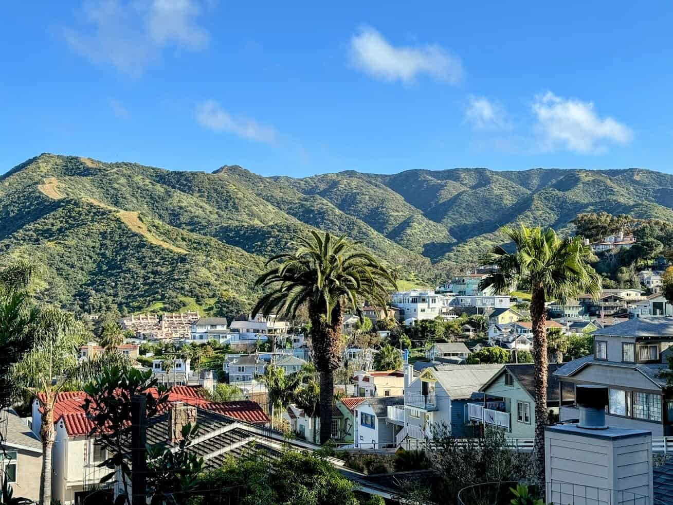 A broader view of Catalina Island's residential area with scattered palm trees and green hills in the distance, showcasing the small-town charm of the island community.
