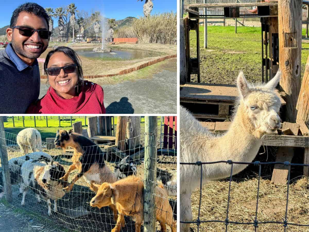 A smiling couple poses in front of the Old Faithful Geyser of California as it erupts, with goats, sheep, and a llama at a nearby petting zoo, showcasing family-friendly things to do in Calistoga.